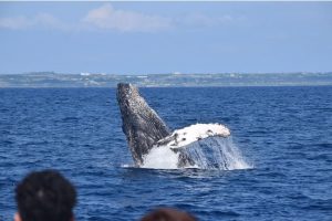 ヒルトン沖縄瀬底島リゾート　ホエールウォッチング