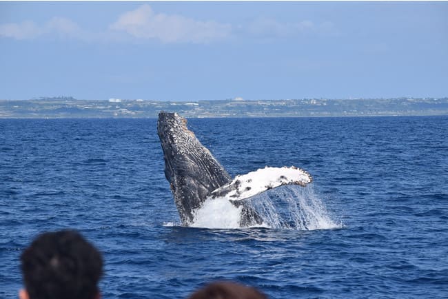 ヒルトン沖縄瀬底島リゾート　ホエールウォッチング