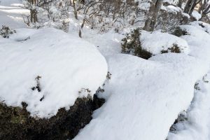 ゆき　雪