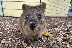 笑っているように見える「世界一幸せな動物」のクオッカ