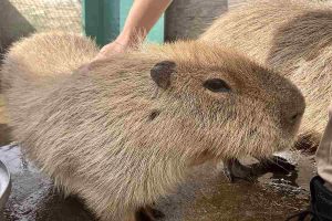 今井浜ミニ動物園、伊豆今井浜東急ホテル